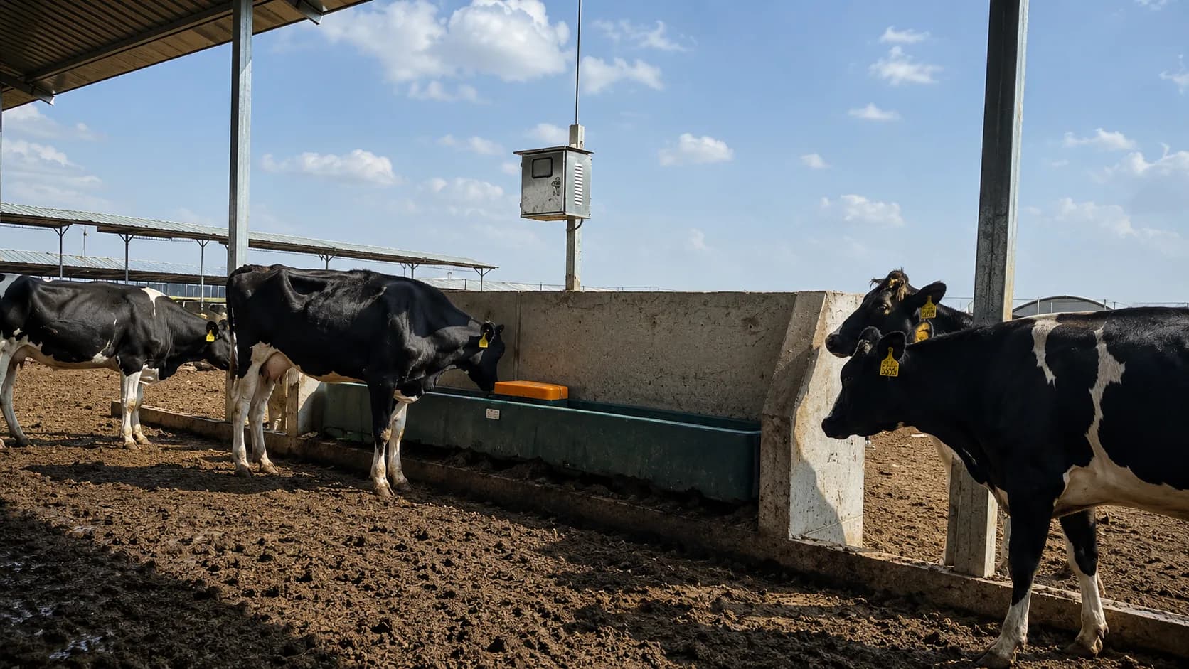 Trough drinker in an open pen