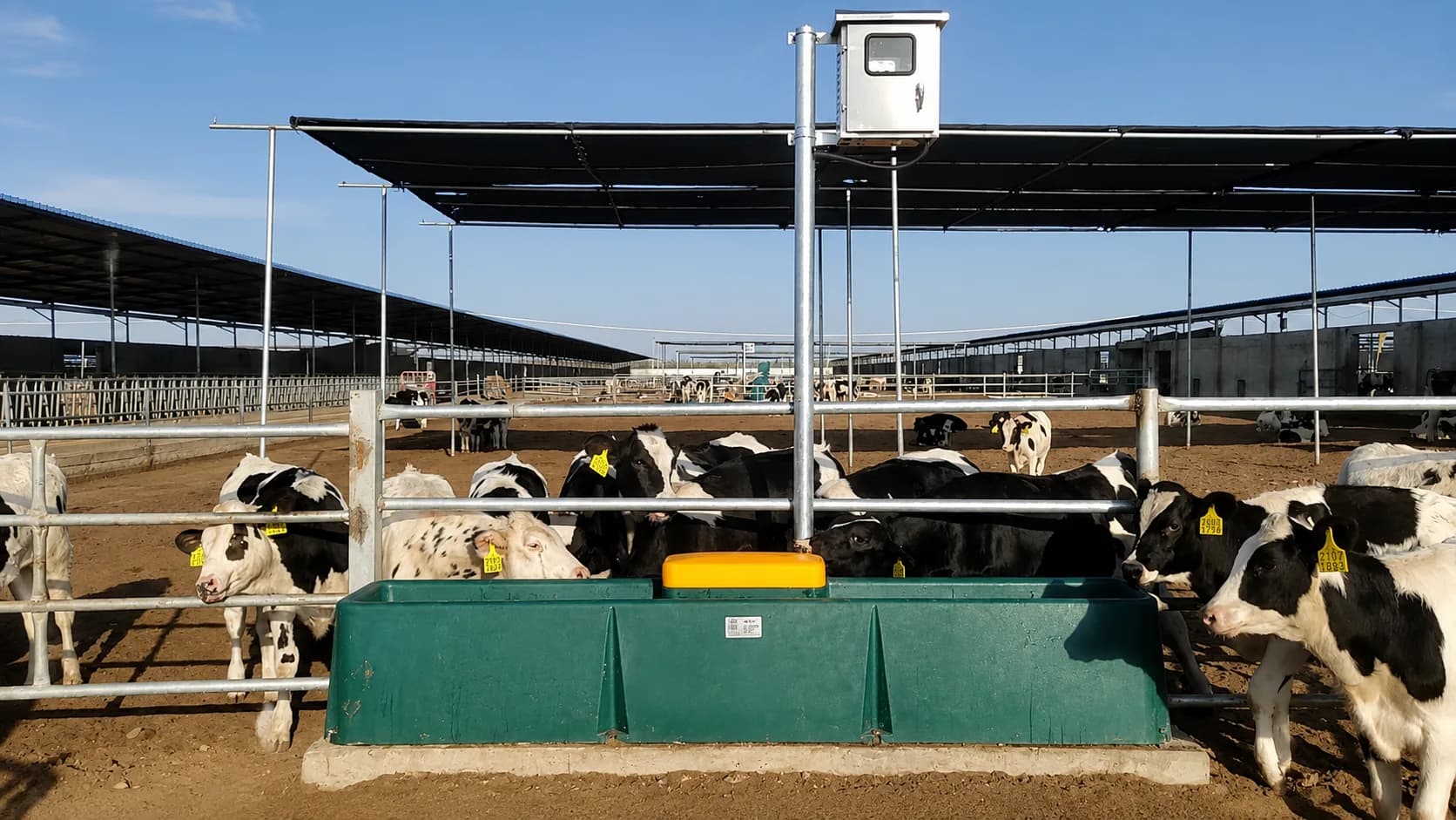Group trough on a feedlot