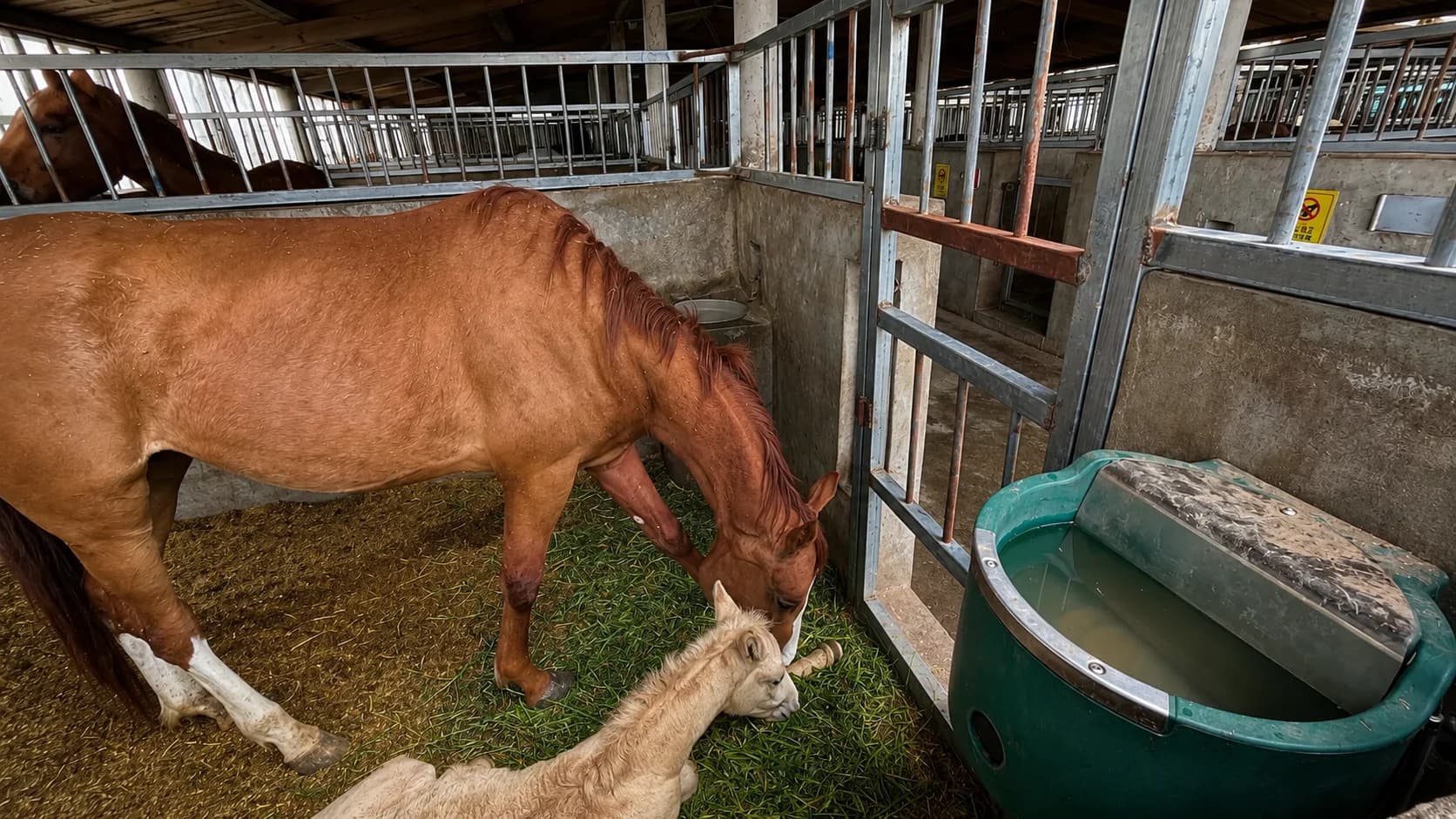 Watering horses in a stable